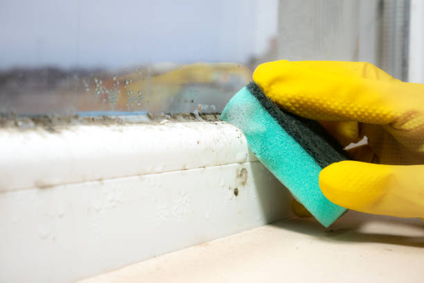 Best Residential Mold Remediation in Dallastown, PA