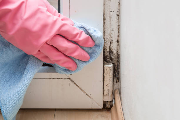 Best Bathroom Mold Remediation in Dallastown, PA